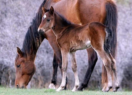 Bay mare grazing with her foal